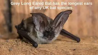 Bats With Facts Lyle's Flying Fox Bat, Pipistrelle Bat, Lesser Horseshoe Bat and more