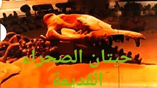 Wadi AlHitan Museum in  Fayoum Oasis Western Desert متحف وادي الحيتان