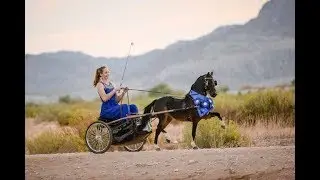 2018 AMHR Nationals Country Pleasure 36-38