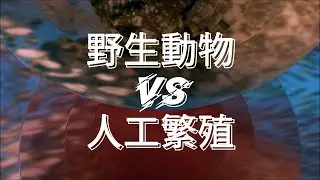 【漁戴夫Yu Tai Fu】「現撈仔、現流仔」比較新鮮、健康？！人工飼養的營養成分較低 ft. 蔡嘉洺獸醫師