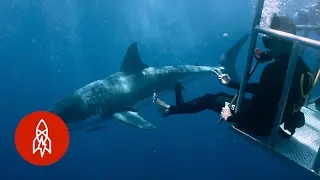 A Shark Attack Survivor Jumps Back In the Water