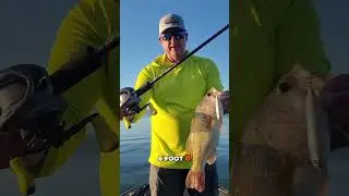 Next 1 Rise is a great topwater rod!