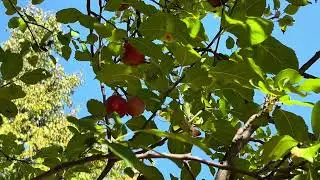 Apple tree | Copyright-free video anyone can use Creative Commons