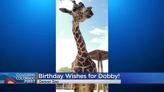 Help The Denver Zoo Wish Dobby A Happy 4th Birthday!