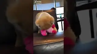 Jiff pom
