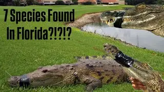 Florida’s Invasive Croc & Caiman Crisis: Out of Control!!!