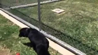 Thomas - lab-Bassett mix - male