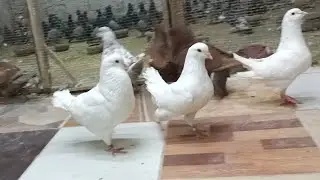 موجود مجموعه🦅 حمام كينج و لاحم 💪 عند