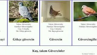 Kuş, takım G&uuml;vercinler g&uuml;vercini birds yer kumrusu Mor boyunlu keayi G&uuml;vercingiller T&uuml;rkmen B&uuml;y&uuml;k