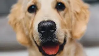 Celebrate That Lovable Canine