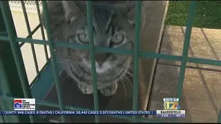 'Unleash Your Love' virtual fundraiser raises nearly $30,000 for Bakersfield SPCA