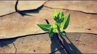 Plants need special help to survive climate change