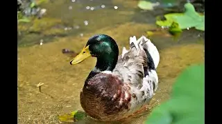 2025年6月29日府中公園の紫陽花と蓮と2羽のアオクビアヒル達🦆🦆今日も平和なアオクビ達と思ったら…
