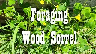 Foraging for Wood Sorrel ~ Self Reliance Skill