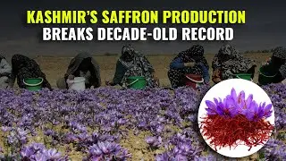 Kashmir&rsquo;s Saffron Production Breaks Decade-old Record | Jammu and Kashmir