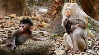 Best old monkey Teresa raise newborn baby Vixen sweet kiss by lovely in heart