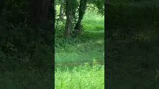 Wild Turkey on the move #shorts #wildturkey #nature #wildlife