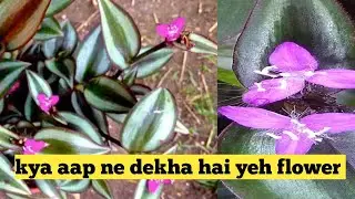 Wandering jew plant # beautiful #garden #tranding #universe 