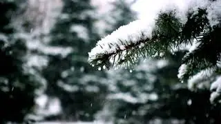 Snow falls on the leaves