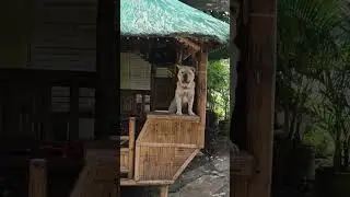 Man Best Friend  #enerbon_tv  #purbaby