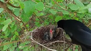 Racket-tailed treepie bird Feed the baby in the nest well (16) Racket-tailed treepie bird