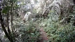 SKL -  Hiking to Pine Tree Trail, Fraser's Hill, Pahang, Malaysia. (Video-7)