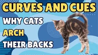 Curves and Cues: Why Cats Arch Their Backs