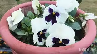 #How to care for pansies 