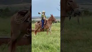 Curti quem gosta do som do berrante! #berrante #berranteira #toquedeberrante #agro #muar #sertanejo