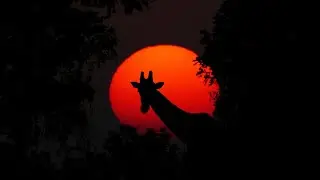 🦒🐅🐆Atardecer  y noche  al estilo Africano 🌅 |  para Relajarse 🦬🫎🐪
