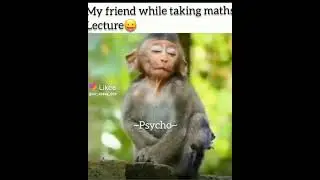 Monkey Sleeping Funny Video #funny