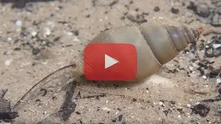 Nassarius dorsatus - Channelled Dog Whelk