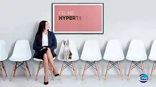 Feline Hypertension Month Video Rosane Jepson DK