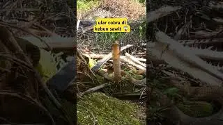 ular cobra di kebun sawit #ular #kelapasawit