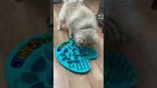 Amazon lick mat/slow feeder for my dog