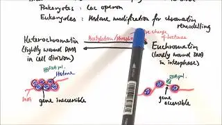 Биология A2 &ndash; Транскрипционный контроль экспрессии генов (OCR A Глава 19.2)