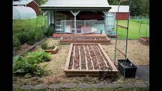 The Secret to Direct Seeding in Chopped Leaves