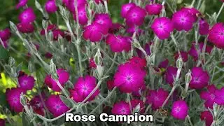 12 Best Perennials Flower To Seed Indoor Plant in February