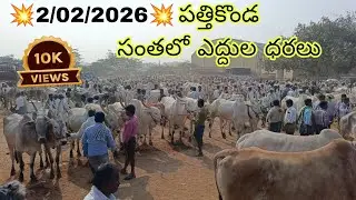 పత్తికొండ సంత లో ఎద్దుల ధరలు //#pattikonda bull's video's #viralvideos #tranding 