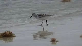 Sanderling (2025/11/06)