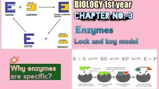 Mechanism of enzyme action | Lock and Key Model and Induced Fit Model | class 11 biology(Urdu/Hindi)