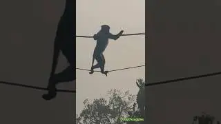 | Funny🤣 Monkey🐒| But very Confident and Talent |This kind of Techniques❤️we learn from🐒Monkey |