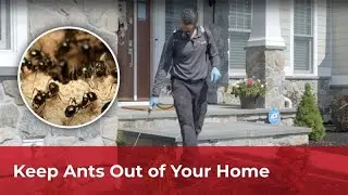 Looking for an Ant Exterminator?