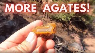 The Return to the Jericho Plume Agate Discovery! Bigger and Better!