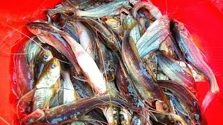 গুলশা মাছের পোনা|| gulsha fish seeds.গুলশা মাছের পোনা চাষ ব্যবস্থাপনা। মোবা:- 01827-558050