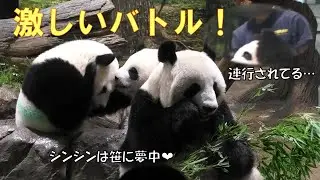 9/3シャオシャオ飼育員さんに絡みまくった勢いでレイレイと激しい兄弟喧嘩！giantpanda @tokyo 上野動物園