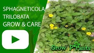 Sphagneticola trilobata - выращивание и уход