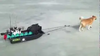 Dog pulling ice fishing sled