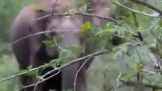 Elephant attack at Ooty really scary