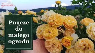 R&oacute;ża pnąca do małego ogrodu i na balkon. Długo kwitnąca, ż&oacute;łta r&oacute;ża ,Lizzy,